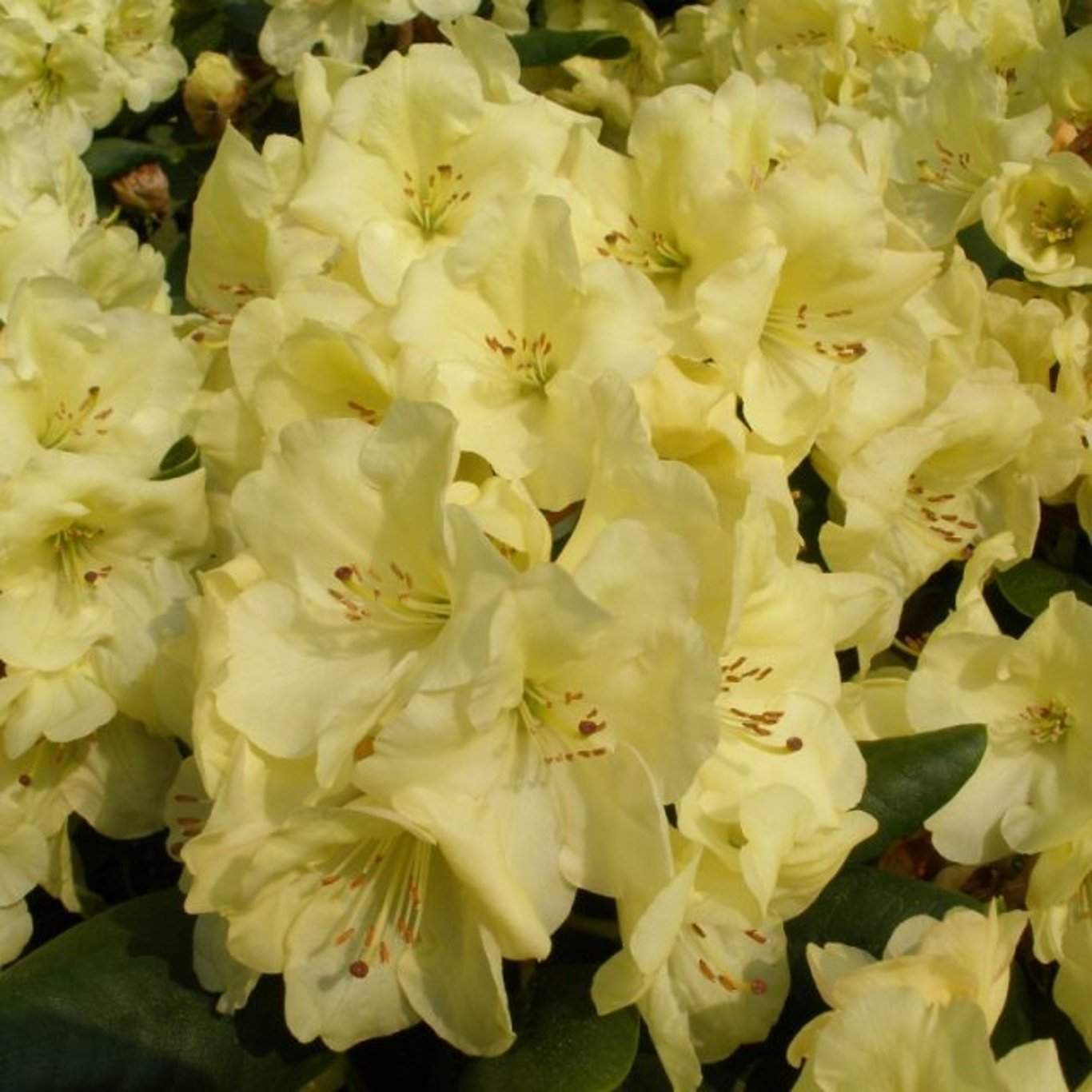 Rhododendron – Rhododendron Goldinetta - C5 30-40 CM